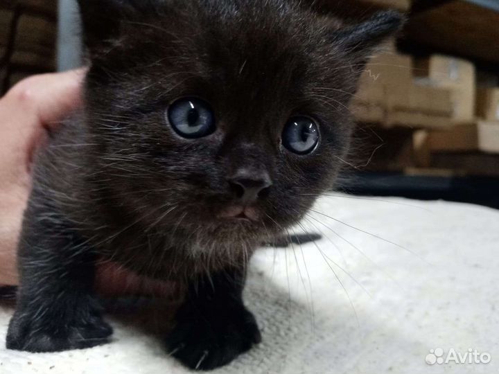 Котенок в добрые руки