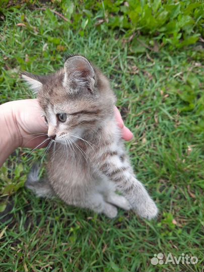 Котёнок на улице