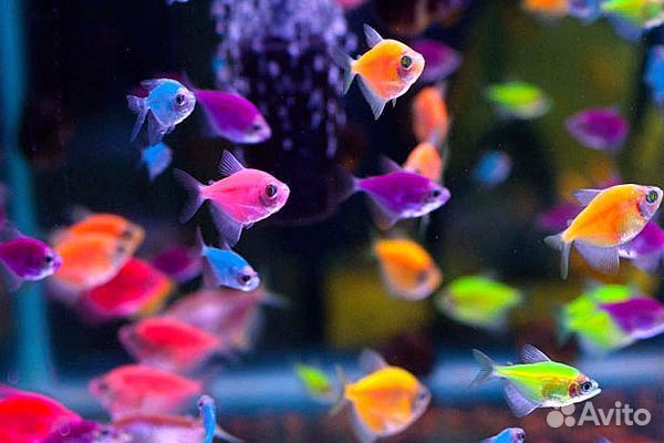 Аквариумные рыбки, растения, декорации