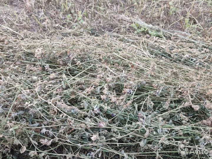 Сено в тюках