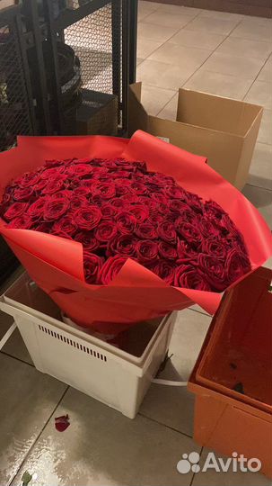 25 роз. 51 роза. Красная роза. Белая роза