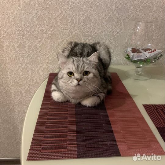 Шотландский кот вязка