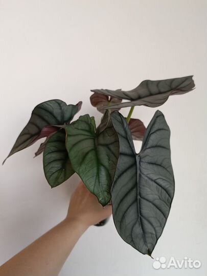 Алоказия Рэд Грэй