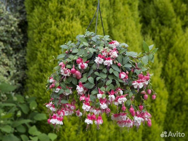 Фуксия (4 сорта)