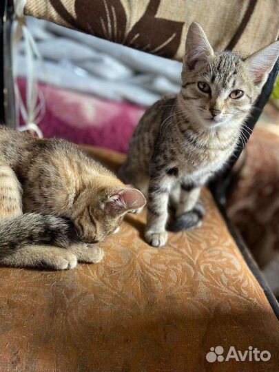 Котята