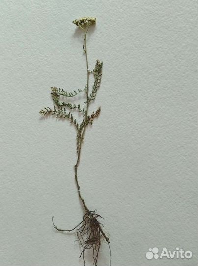 3 пождорожника. Гербарий