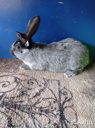 Полтавское серебро, нзк и нзб