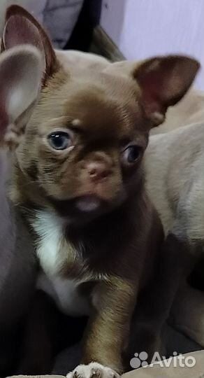 Чиахуа шоколадный (лиловый)