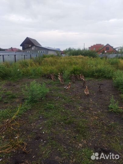 Продам подсадных уток утка-2т. р. Селезень-1т, р