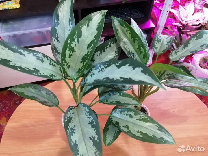 Аглонемы разные