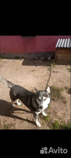 Сибирский хаски