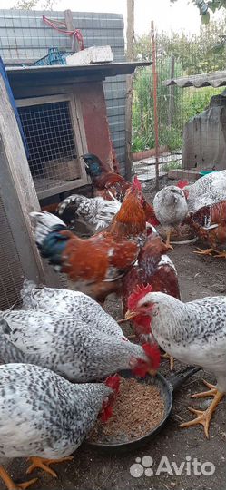Петухи русской хохлатой и барковской