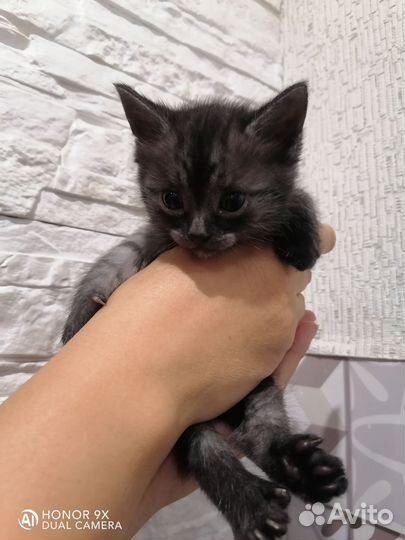 Котенок девочка трехцветная