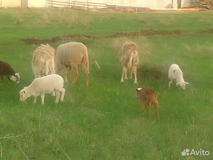 Овцы бараны