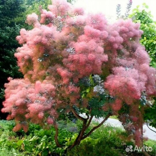 Скумпия Роял Пепл