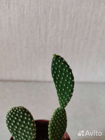 Кактус опунция и традесканция