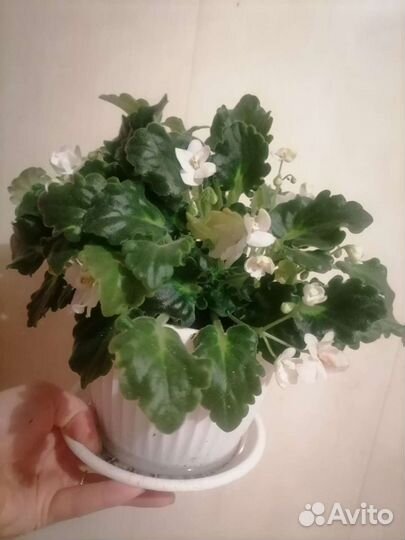 Фиалка в горшках белая