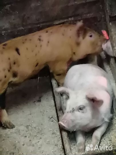Поросята крупно белый +дюрок