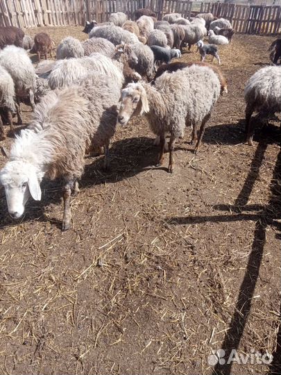 Продаются овцы