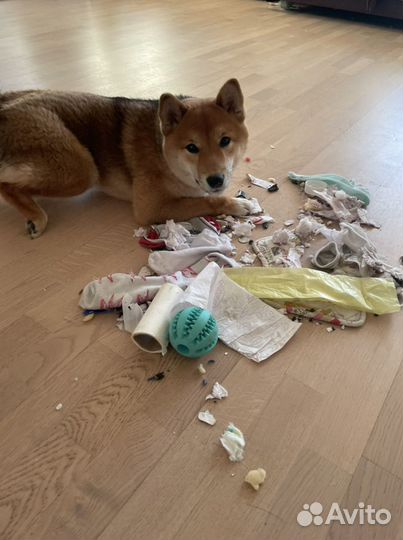 Аренда собаки-террористки сиба -ину