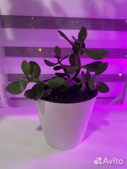 Толстянка (денежное дерево)