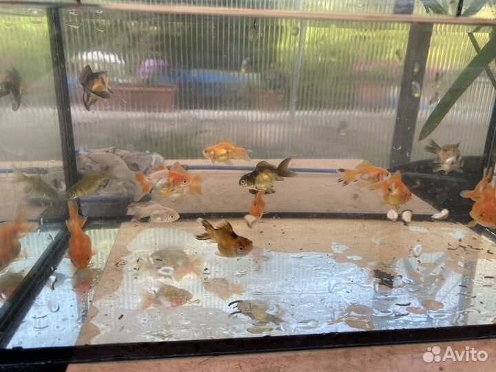 Золотые рыбки оранды