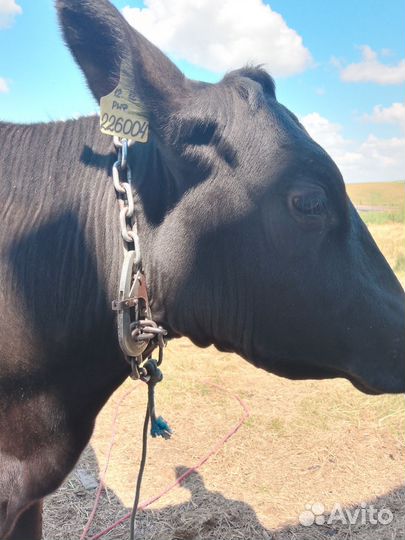 Телка Абердин ангус