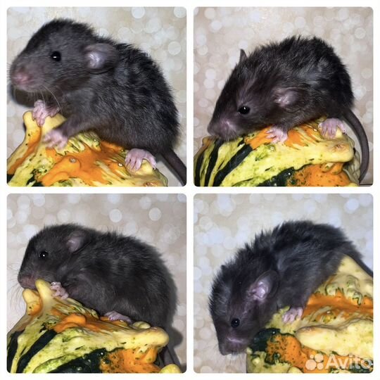 Крысята Дамбо редкие окрасы и типы шерсти