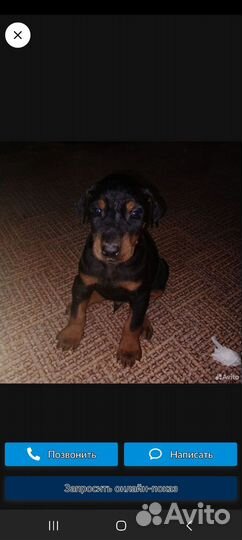 Щенки добермана