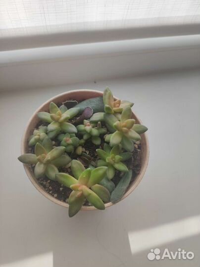 Sedum nussbaumerianum