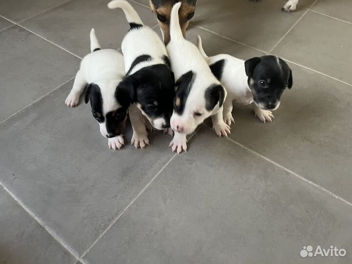 Щенки джек рассел терьер