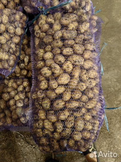 Картофель 2 сорт