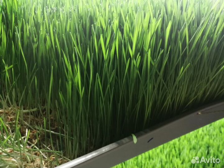 Витграсс, сок из ростков пшеницы