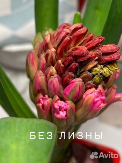 Линза для смартфона