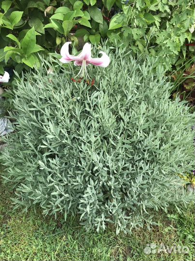 Лаванда зубчатая