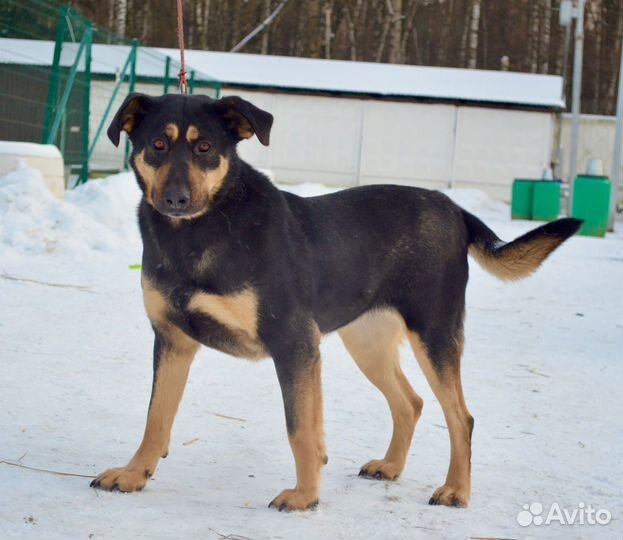 Почти ротвейлер)