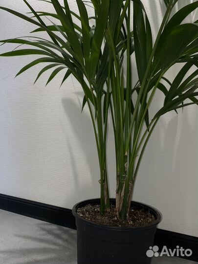 Ховея Форстеринана