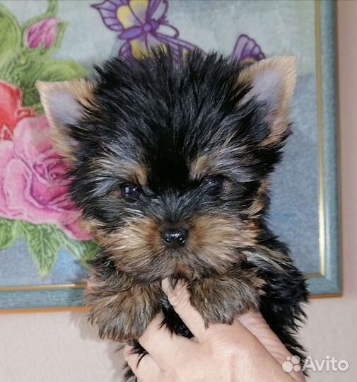 Йоркширский терьер