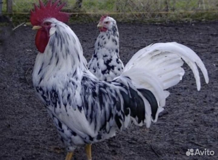 Инкубационное яйцо, цыплята породных кур