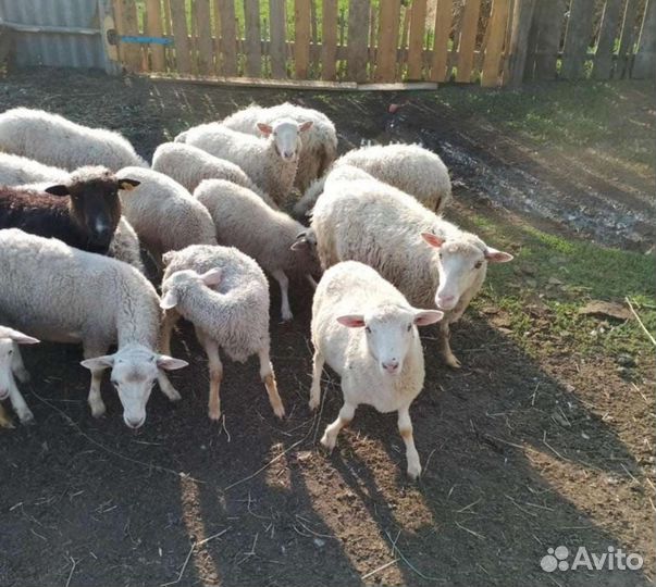 Овцы с ягнятами