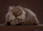 Британские котята редкого окраса циннамон