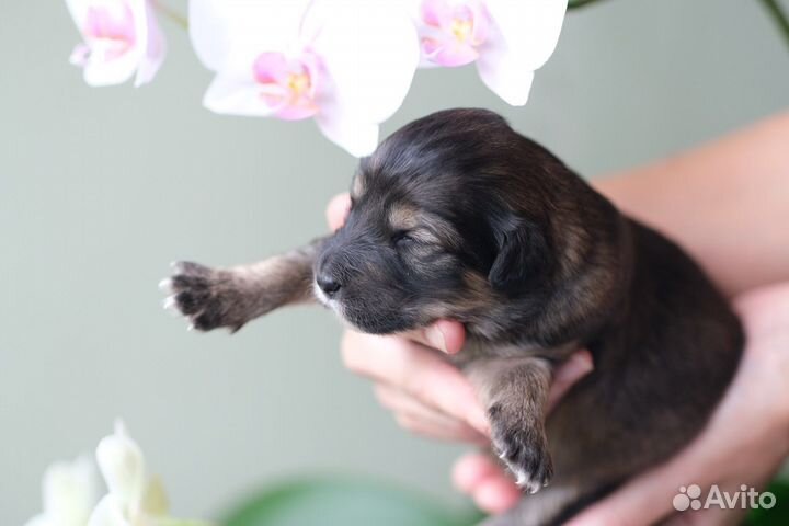 Щенки от Австралийской овчарки