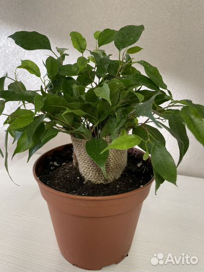 Фикус бенджамина в джуте