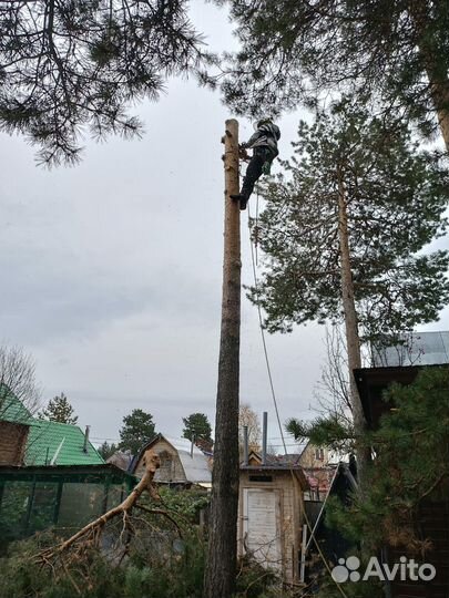 Спилить дерево, обрезать ветки, спиливание