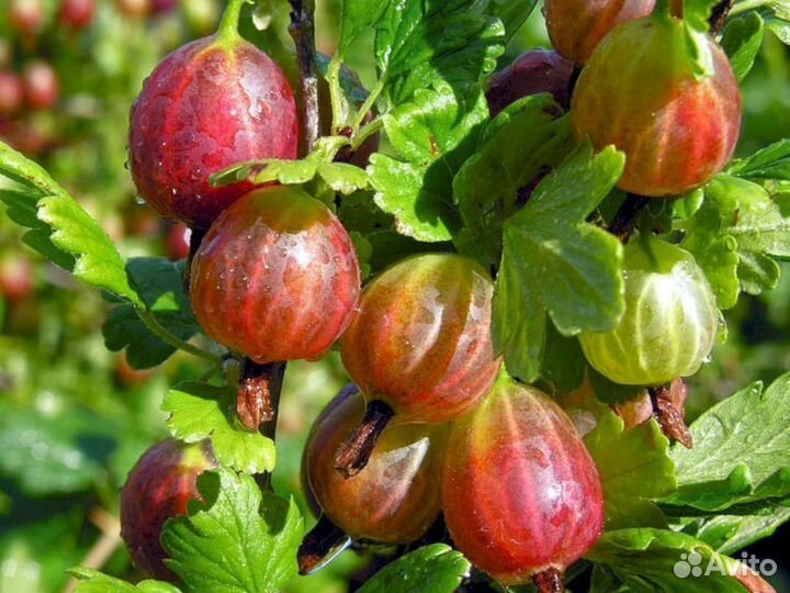 Саженцы крыжовника Колхозный