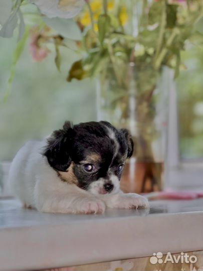 Щенки чихуахуа