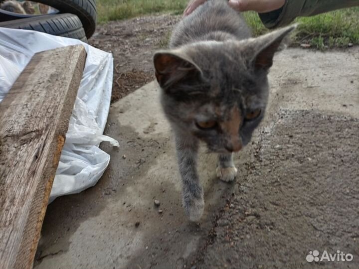 Котёнок