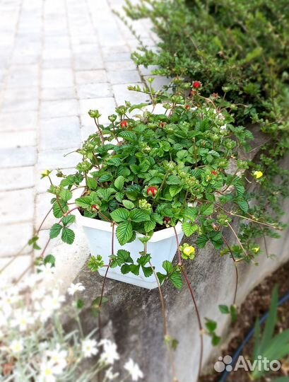 Дюшения индийская. Декоративный почвопокровник