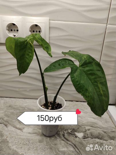 Комнатные цветы