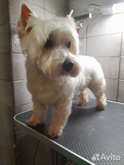 Стрижка животных(груминг)